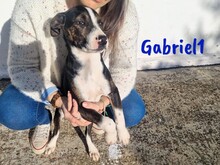 GABRIEL1, Hund, Ratonero Bodeguero Andaluz-Mix in Spanien - Bild 6