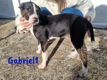 GABRIEL1, Hund, Ratonero Bodeguero Andaluz-Mix in Spanien - Bild 7