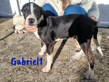 GABRIEL1, Hund, Ratonero Bodeguero Andaluz-Mix in Spanien - Bild 8