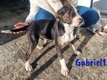 GABRIEL1, Hund, Ratonero Bodeguero Andaluz-Mix in Spanien - Bild 9