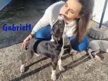 GABRIEL1, Hund, Ratonero Bodeguero Andaluz-Mix in Lindlar - Bild 10
