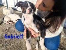 GABRIEL1, Hund, Ratonero Bodeguero Andaluz-Mix in Lindlar - Bild 11