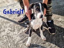 GABRIEL1, Hund, Ratonero Bodeguero Andaluz-Mix in Lindlar - Bild 3