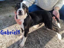 GABRIEL1, Hund, Ratonero Bodeguero Andaluz-Mix in Lindlar - Bild 4