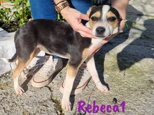 REBECA1, Hund, Ratonero Bodeguero Andaluz-Mix in Spanien - Bild 1