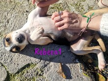 REBECA1, Hund, Ratonero Bodeguero Andaluz-Mix in Spanien - Bild 2