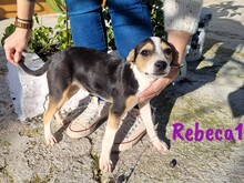 REBECA1, Hund, Ratonero Bodeguero Andaluz-Mix in Spanien - Bild 3