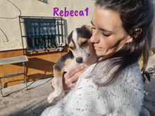 REBECA1, Hund, Ratonero Bodeguero Andaluz-Mix in Spanien - Bild 5