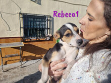 REBECA1, Hund, Ratonero Bodeguero Andaluz-Mix in Spanien - Bild 6