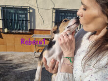 REBECA1, Hund, Ratonero Bodeguero Andaluz-Mix in Spanien - Bild 7