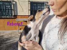 REBECA1, Hund, Ratonero Bodeguero Andaluz-Mix in Spanien - Bild 8