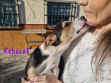 REBECA1, Hund, Ratonero Bodeguero Andaluz-Mix in Spanien - Bild 9