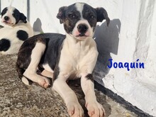 JOAQUIN, Hund, Ratonero Bodeguero Andaluz-Mix in Spanien - Bild 1