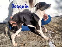 JOAQUIN, Hund, Ratonero Bodeguero Andaluz-Mix in Spanien - Bild 11