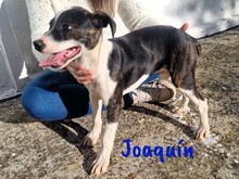 JOAQUIN, Hund, Ratonero Bodeguero Andaluz-Mix in Spanien - Bild 13