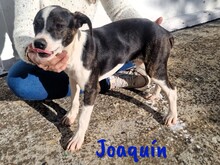 JOAQUIN, Hund, Ratonero Bodeguero Andaluz-Mix in Spanien - Bild 2