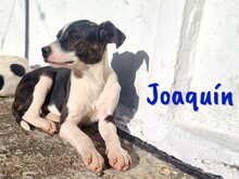 JOAQUIN, Hund, Ratonero Bodeguero Andaluz-Mix in Spanien - Bild 5