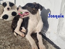 JOAQUIN, Hund, Ratonero Bodeguero Andaluz-Mix in Spanien - Bild 6