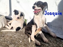 JOAQUIN, Hund, Ratonero Bodeguero Andaluz-Mix in Spanien - Bild 7