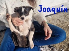 JOAQUIN, Hund, Ratonero Bodeguero Andaluz-Mix in Spanien - Bild 8