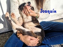 JOAQUIN, Hund, Ratonero Bodeguero Andaluz-Mix in Spanien - Bild 9