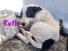 RUTH, Hund, Ratonero Bodeguero Andaluz-Mix in Spanien - Bild 1