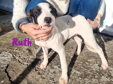 RUTH, Hund, Ratonero Bodeguero Andaluz-Mix in Spanien - Bild 2