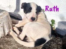 RUTH, Hund, Ratonero Bodeguero Andaluz-Mix in Spanien - Bild 3