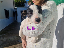 RUTH, Hund, Ratonero Bodeguero Andaluz-Mix in Spanien - Bild 4