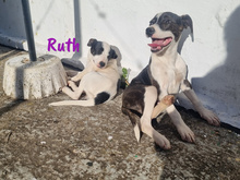 RUTH, Hund, Ratonero Bodeguero Andaluz-Mix in Spanien - Bild 9