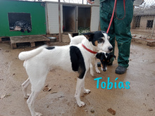 TOBIAS, Hund, Ratonero Bodeguero Andaluz in Spanien - Bild 3