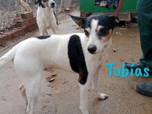 TOBIAS, Hund, Ratonero Bodeguero Andaluz in Spanien - Bild 4