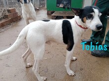 TOBIAS, Hund, Ratonero Bodeguero Andaluz in Spanien - Bild 5