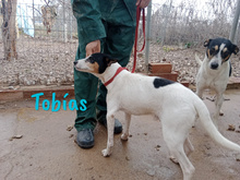 TOBIAS, Hund, Ratonero Bodeguero Andaluz in Spanien - Bild 6