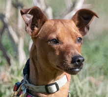 JUKA, Hund, Mischlingshund in Portugal - Bild 1