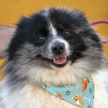 CLOE, Hund, Mittelspitz in Burgdorf