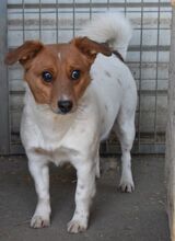 COLE, Hund, Terrier-Mix in Ungarn - Bild 2