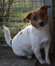 COLE, Hund, Terrier-Mix in Ungarn - Bild 3