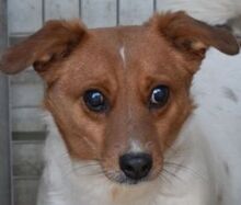 COLE, Hund, Terrier-Mix in Süderbrarup - Bild 1
