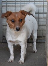 COLE, Hund, Terrier-Mix in Süderbrarup - Bild 2