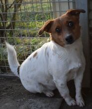 COLE, Hund, Terrier-Mix in Süderbrarup - Bild 3