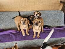 SMILLA, Hund, Mischlingshund in Kevelaer - Bild 12