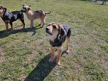 SMILLA, Hund, Mischlingshund in Kevelaer - Bild 2