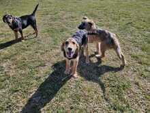 SMILLA, Hund, Mischlingshund in Kevelaer - Bild 4