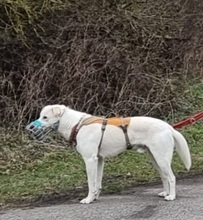 JERRY, Hund, Mischlingshund in Overath - Bild 4