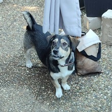 MONA, Hund, Mischlingshund in Büdingen - Bild 1