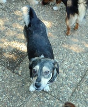 MONA, Hund, Mischlingshund in Büdingen - Bild 2