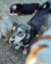 MONA, Hund, Mischlingshund in Büdingen - Bild 8