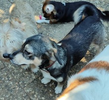 MONA, Hund, Mischlingshund in Büdingen - Bild 9