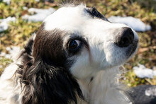 OLIVER, Hund, Mischlingshund in München - Bild 1